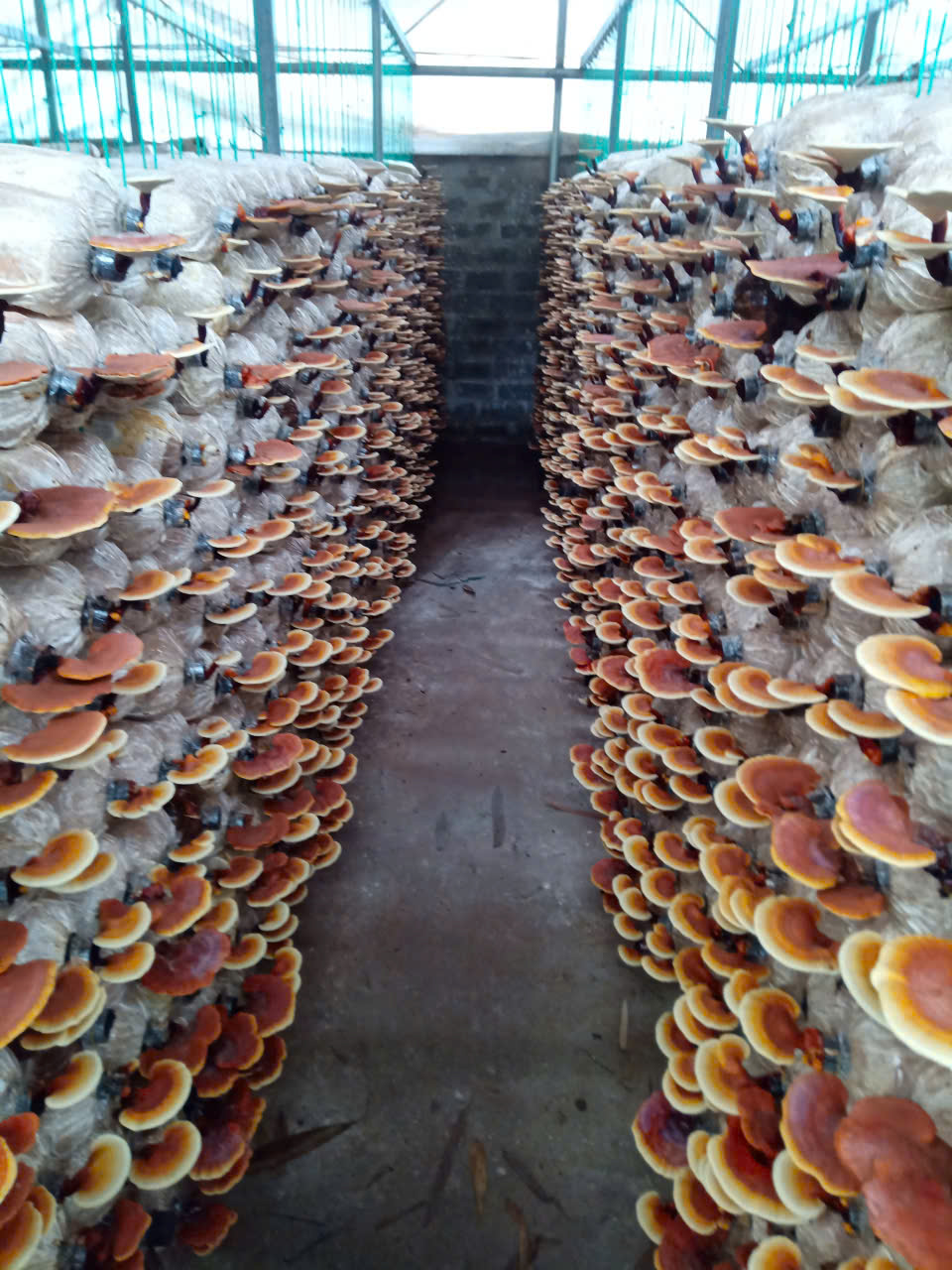 Công ty TNHH phát triển Minh Quang