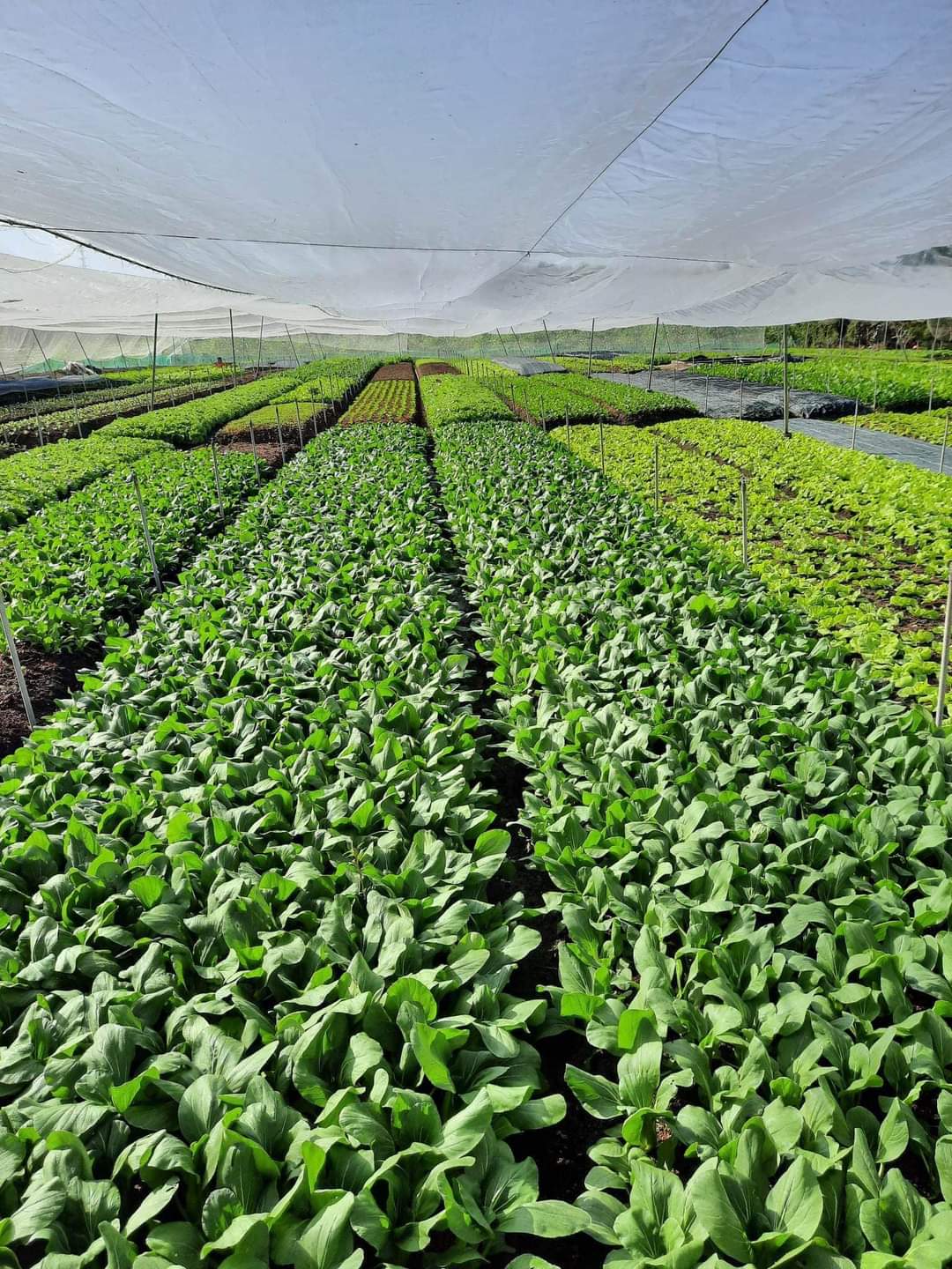 HTX Sản xuất và Tiêu thụ nông sản an toàn xã Khánh Thành
