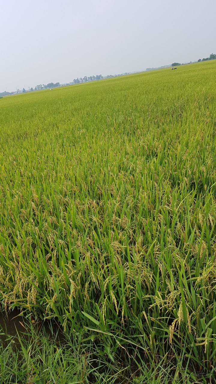 HTX dịch vụ nông nghiệp Khánh Hòa