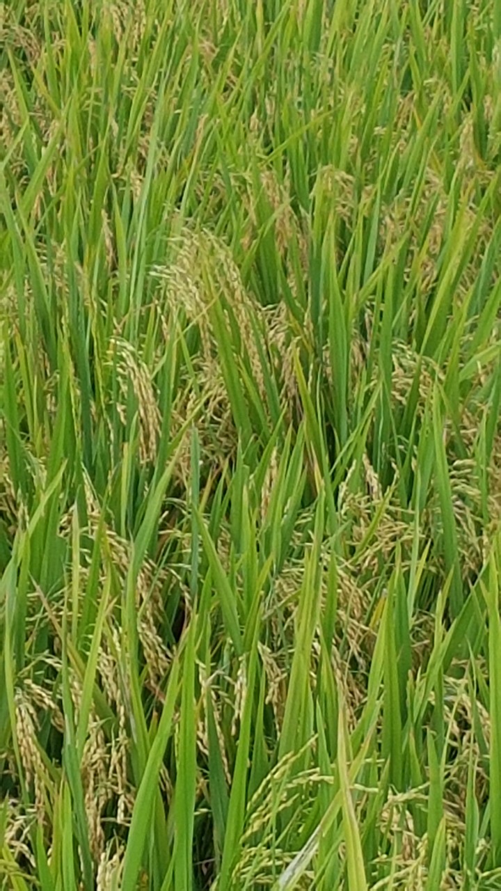 HTX  Nông nghiệp kiến Thái