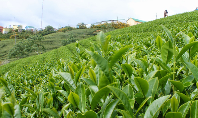 HTX nông nghiệp Quang Sỏi