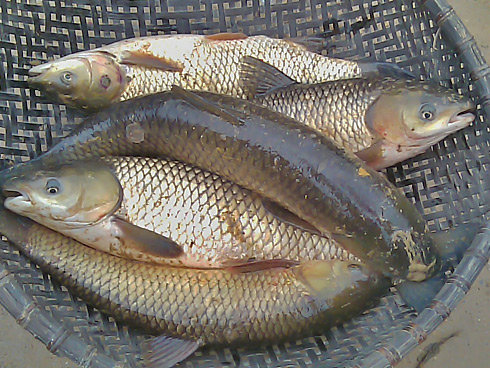 Cá trắm, cá quả
