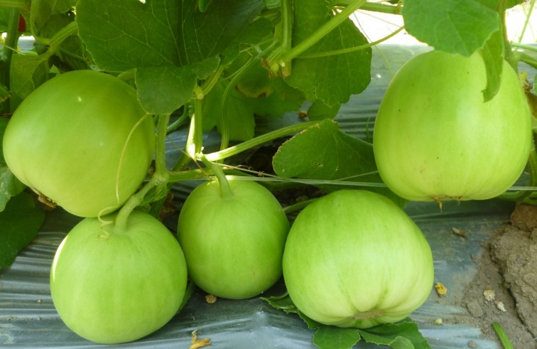 dưa lê Thanh Nga