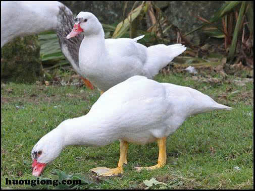 Thịt gia súc, gia cầm