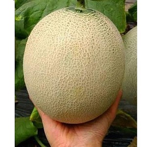 Dưa lưới
