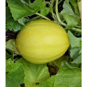 Dưa vàng