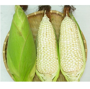 Ngô nếp cố đô