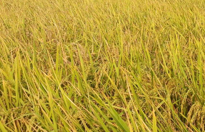 lúa Hương bình