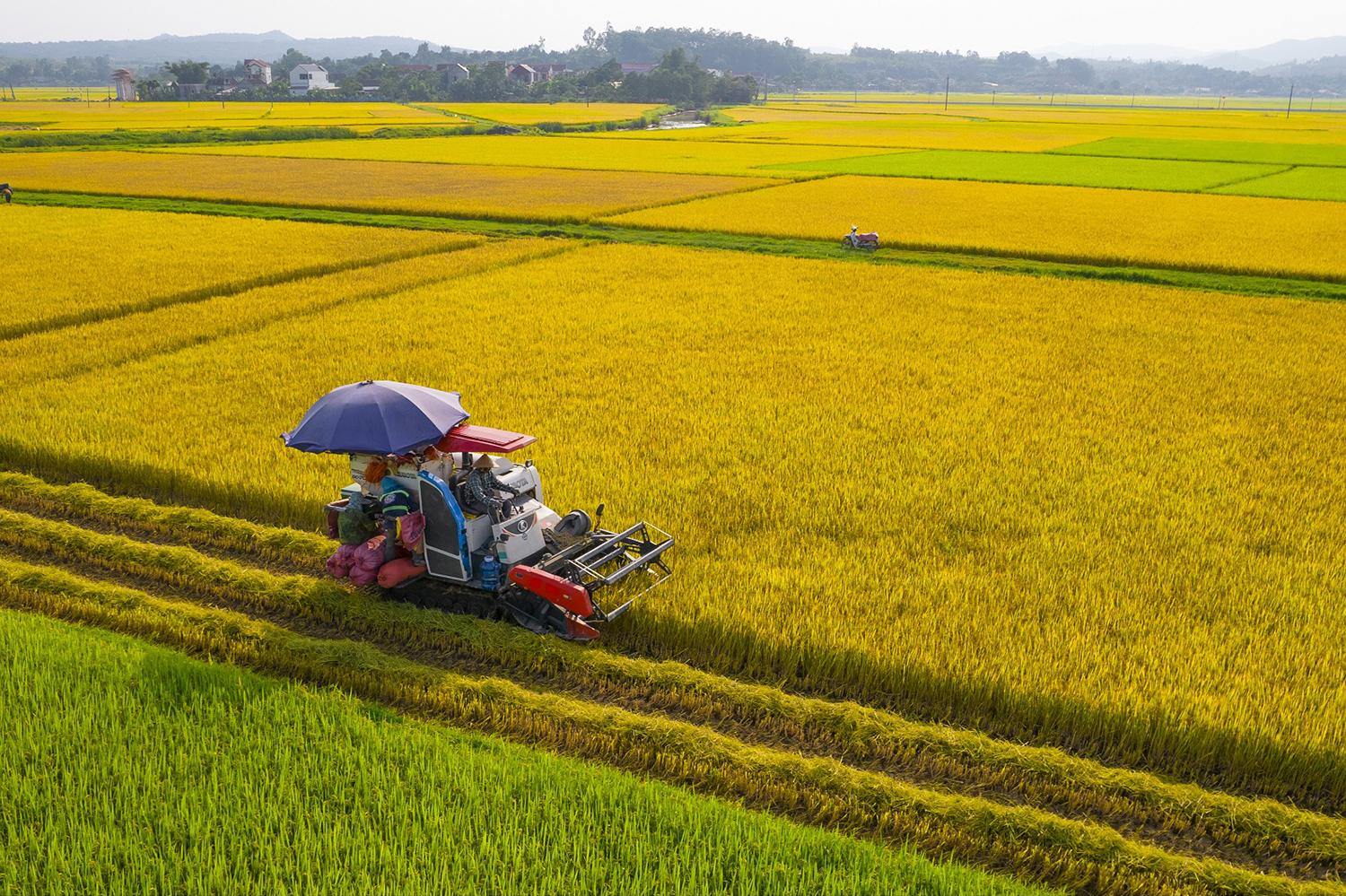 Lúa chất lượng