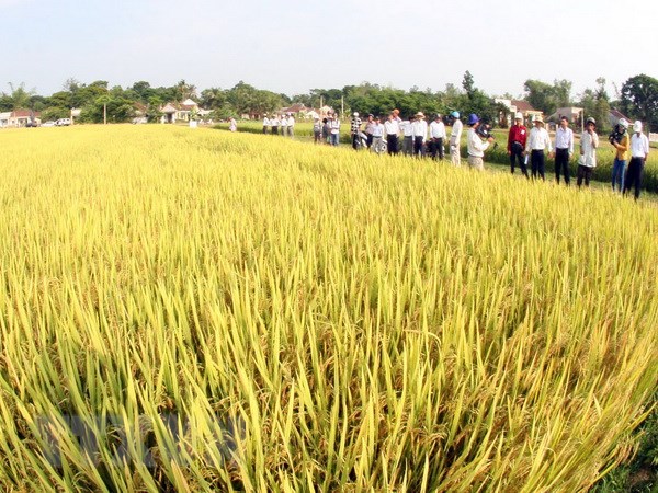 Lúa chất lượng