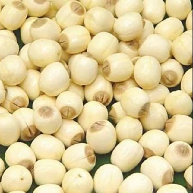 hạt sen