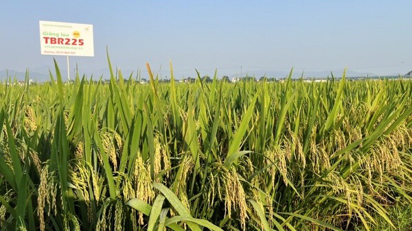 Lúa chất lượng TBR 225