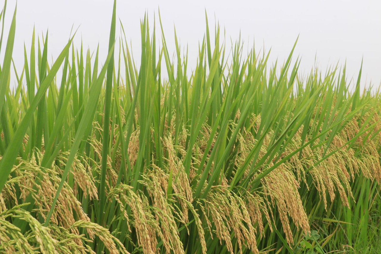 Lúa chất lượng Thái Xuyên 111