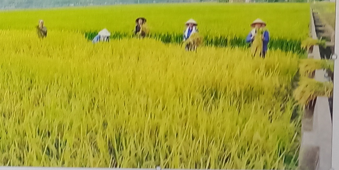 Lúa Băc thơm số 7