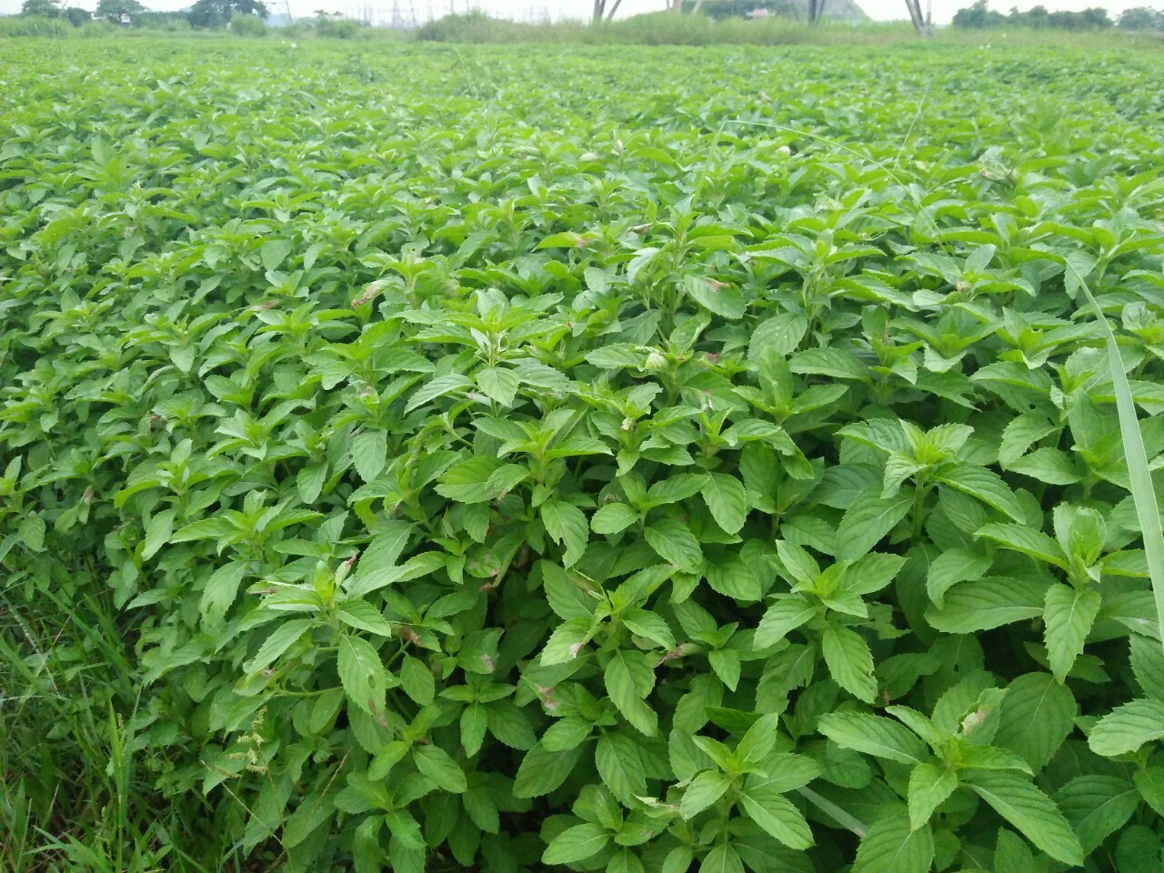 tinh dầu bạc hà