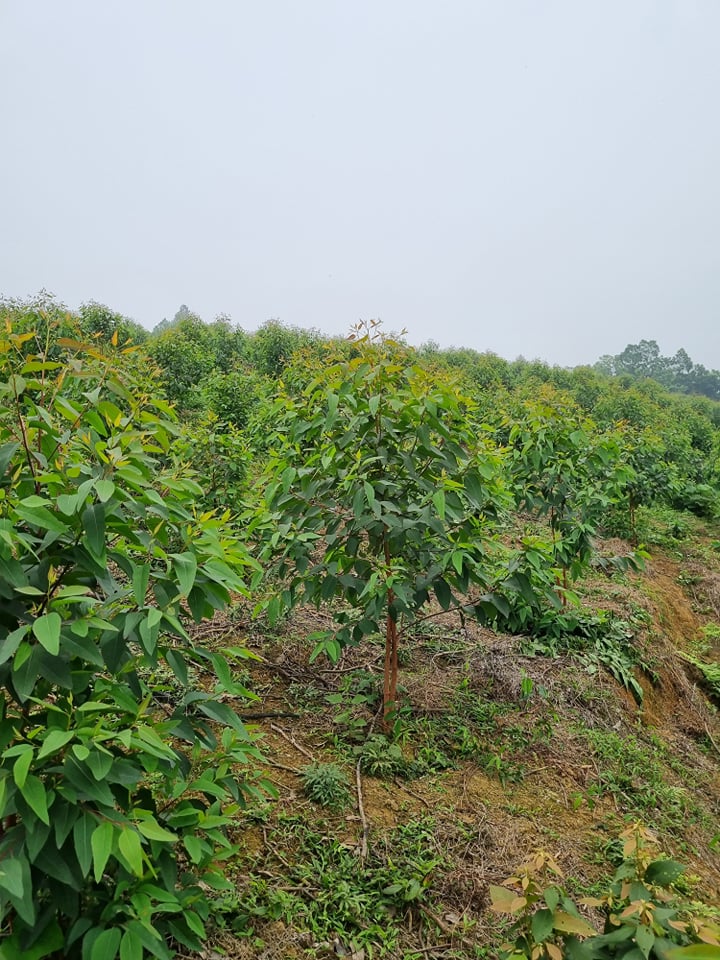tinh dầu khuynh diệp
