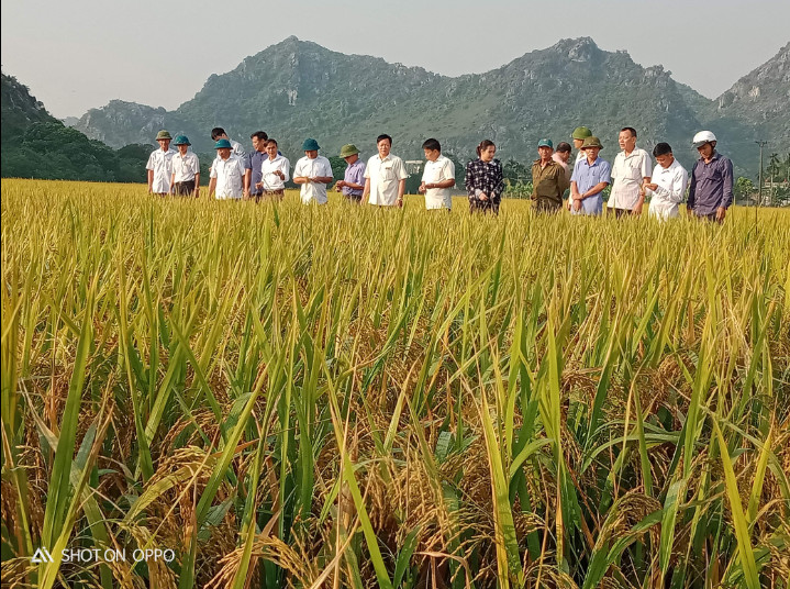 Lúa chất lượng
