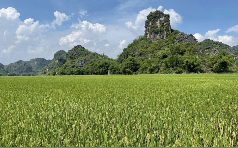 Lúa chất lượng