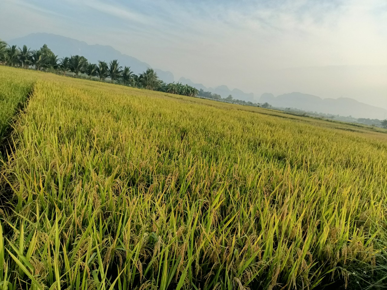 Lúa chất lượng