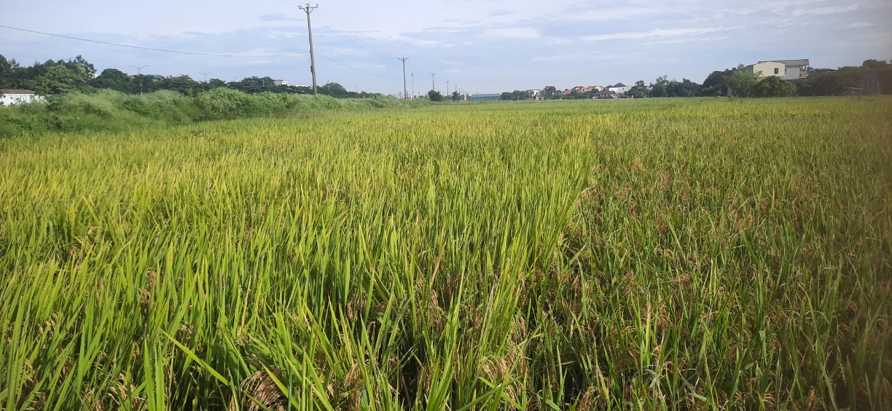 Lúa chất lượng