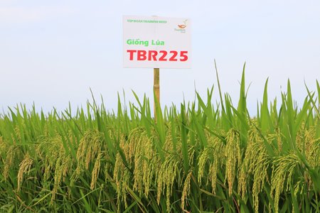 Lúa TBR225