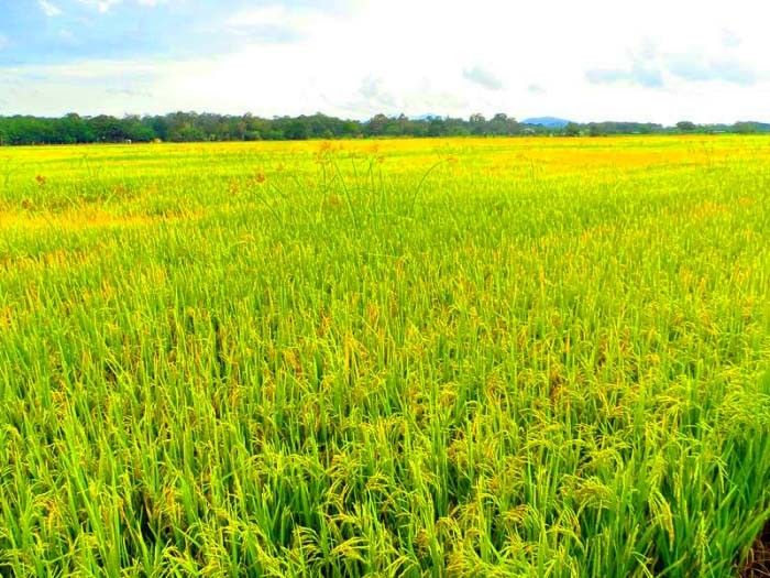 lúa chất lượng